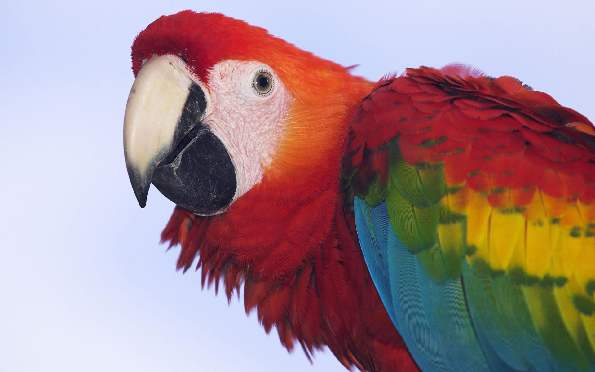 Profile of a Scarlet Macaw439334853 - Profile of a Scarlet Macaw - Scarlet, Profile, Macaw, Liberty